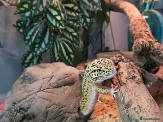 Leopard Gecko reptiles Leopard gecko in London - Advert 1