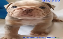 English Bulldog dogs for sale: Dwkc englìsh bulldog puppies  - Image 32