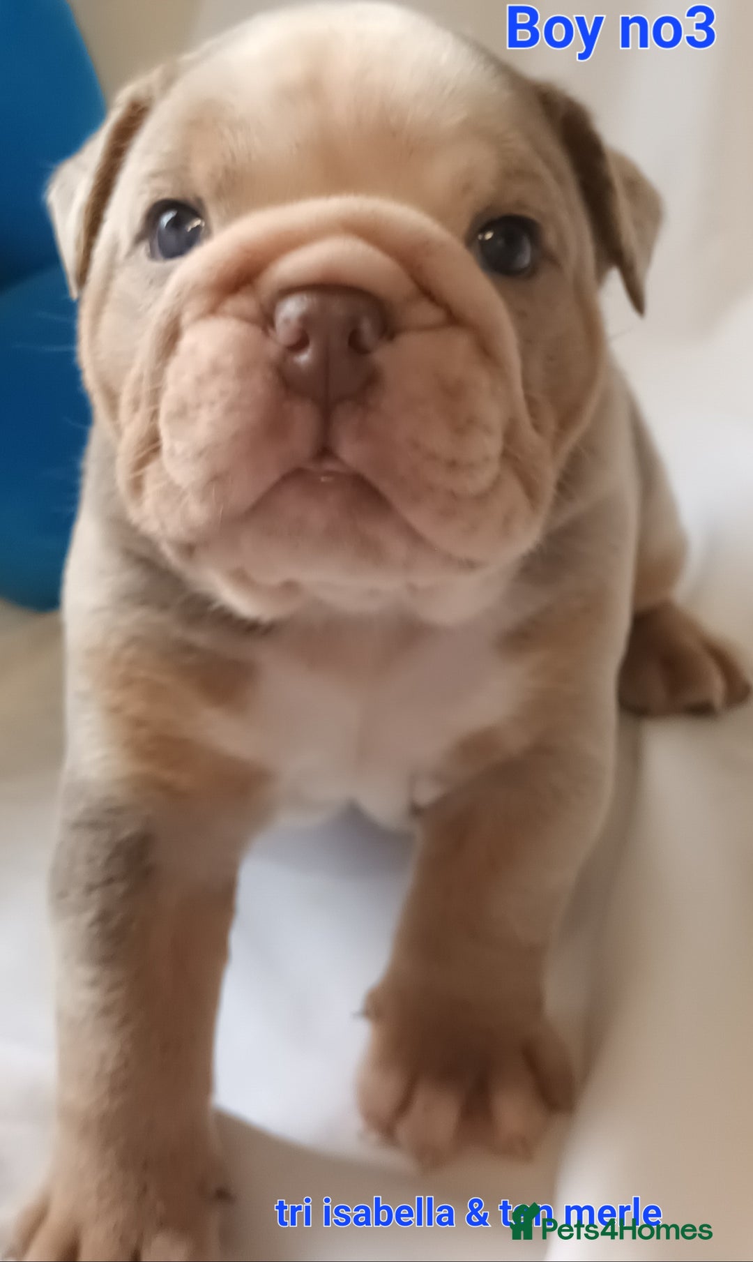 English Bulldog dogs for sale: Dwkc englìsh bulldog puppies  - Image 32