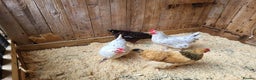 Chickens poultry for sale: Point of Lay Purebred Pullets - Advert 3
