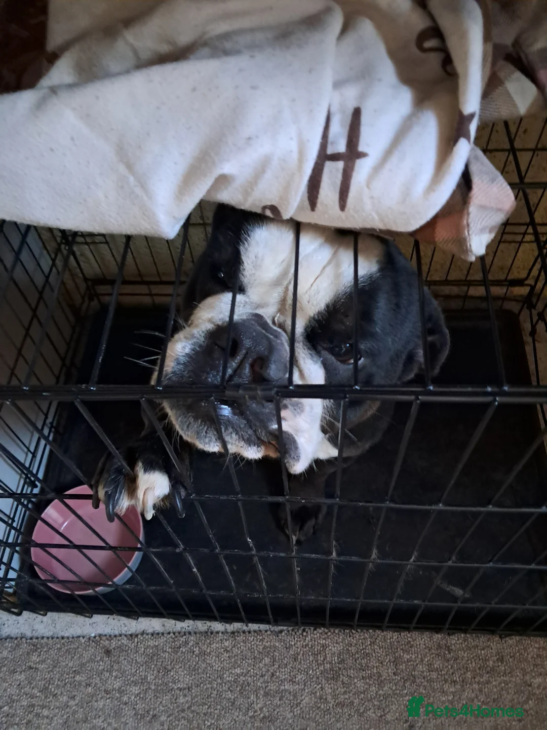 Olde English Bulldogge dogs for sale: Lily- Olde English Bulldogge  - Advert 3