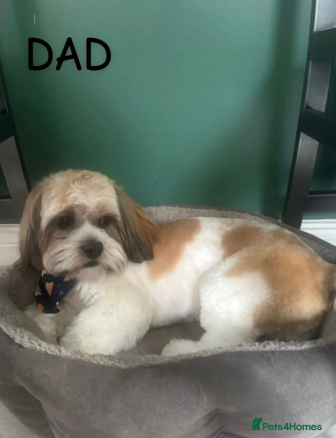Mixed Breed dogs for sale: 4 Beautiful Cava-Tzu puppies for sale  - Advert 4