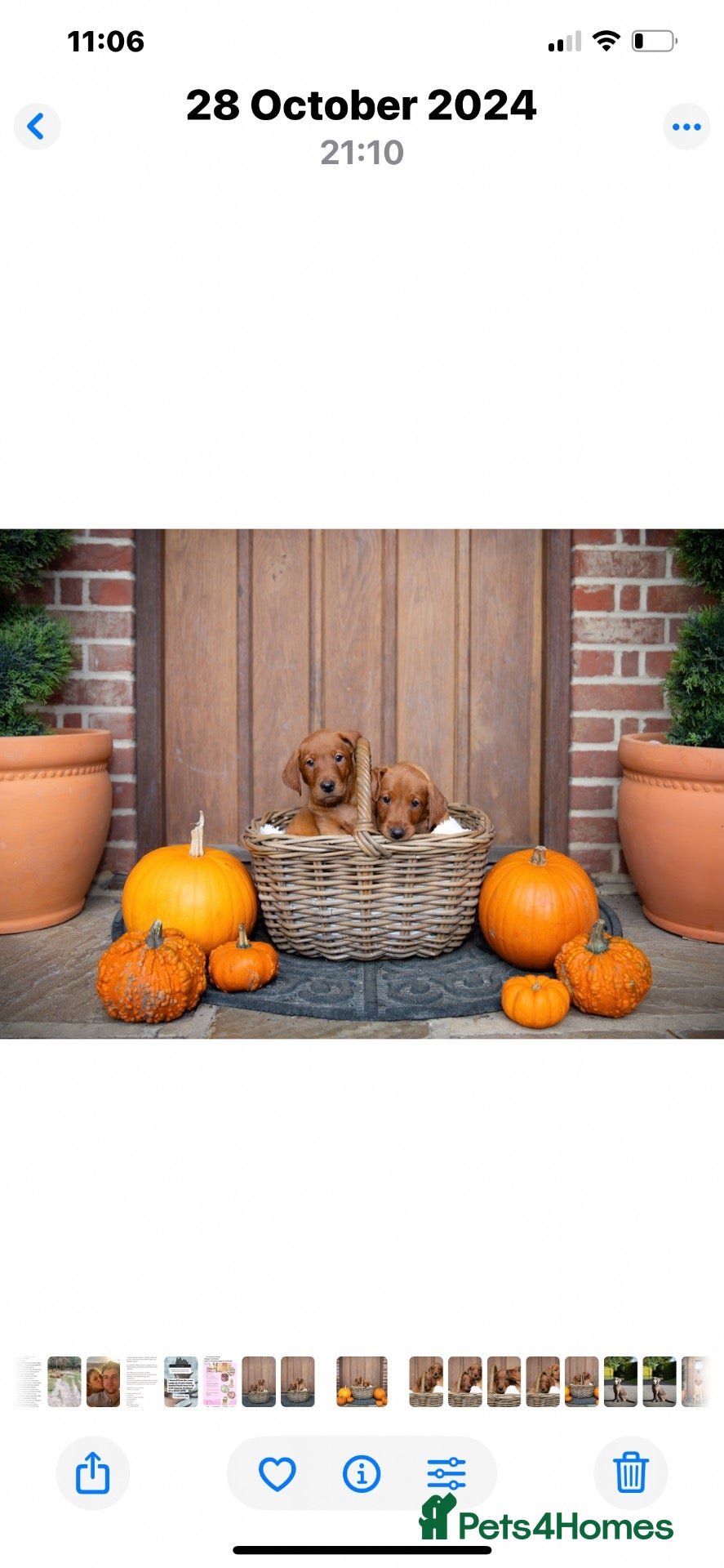 Labrador Retriever dogs KC Stunning Dark Fox Red Labrador Puppies - Advert 5