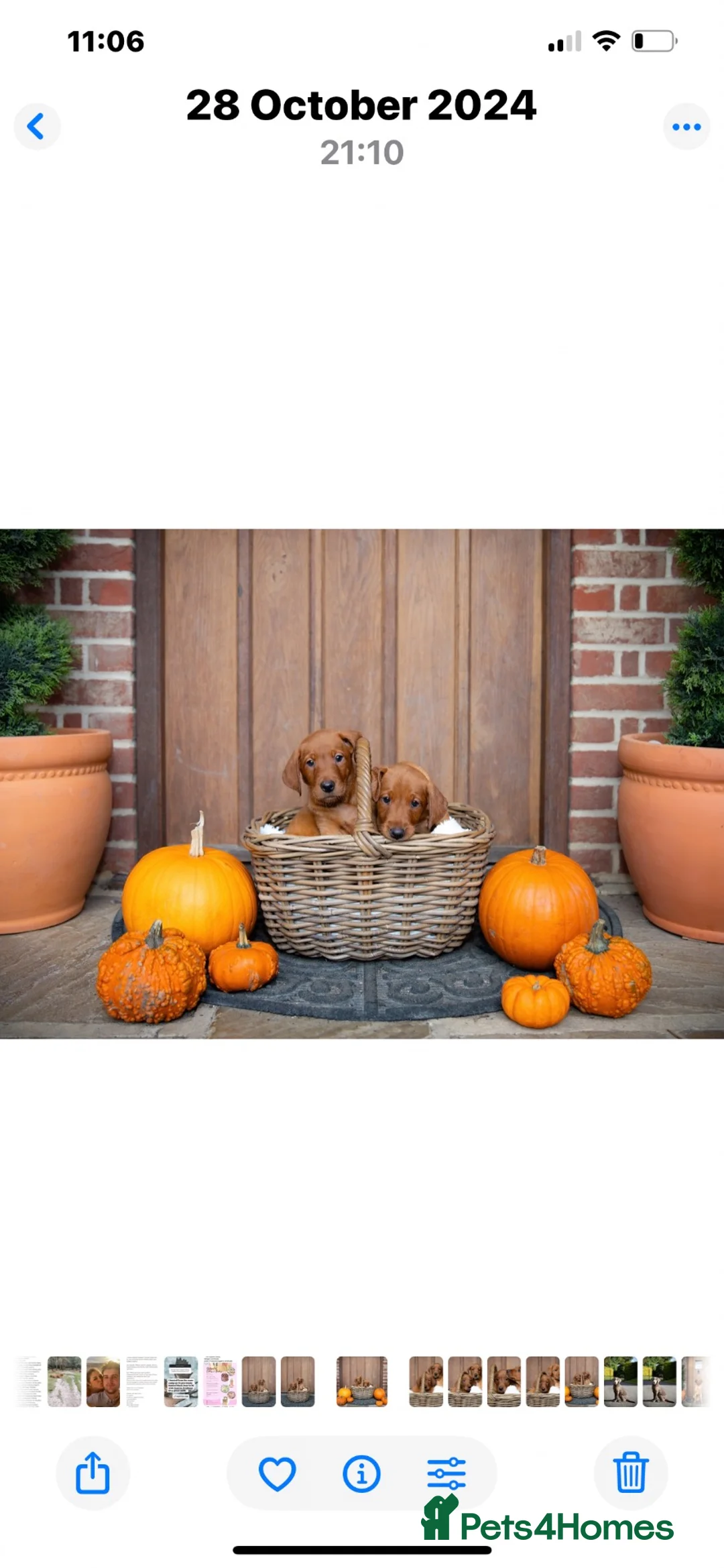 Labrador Retriever dogs for sale: KC Stunning Dark Fox Red Labrador Puppies - Advert 1
