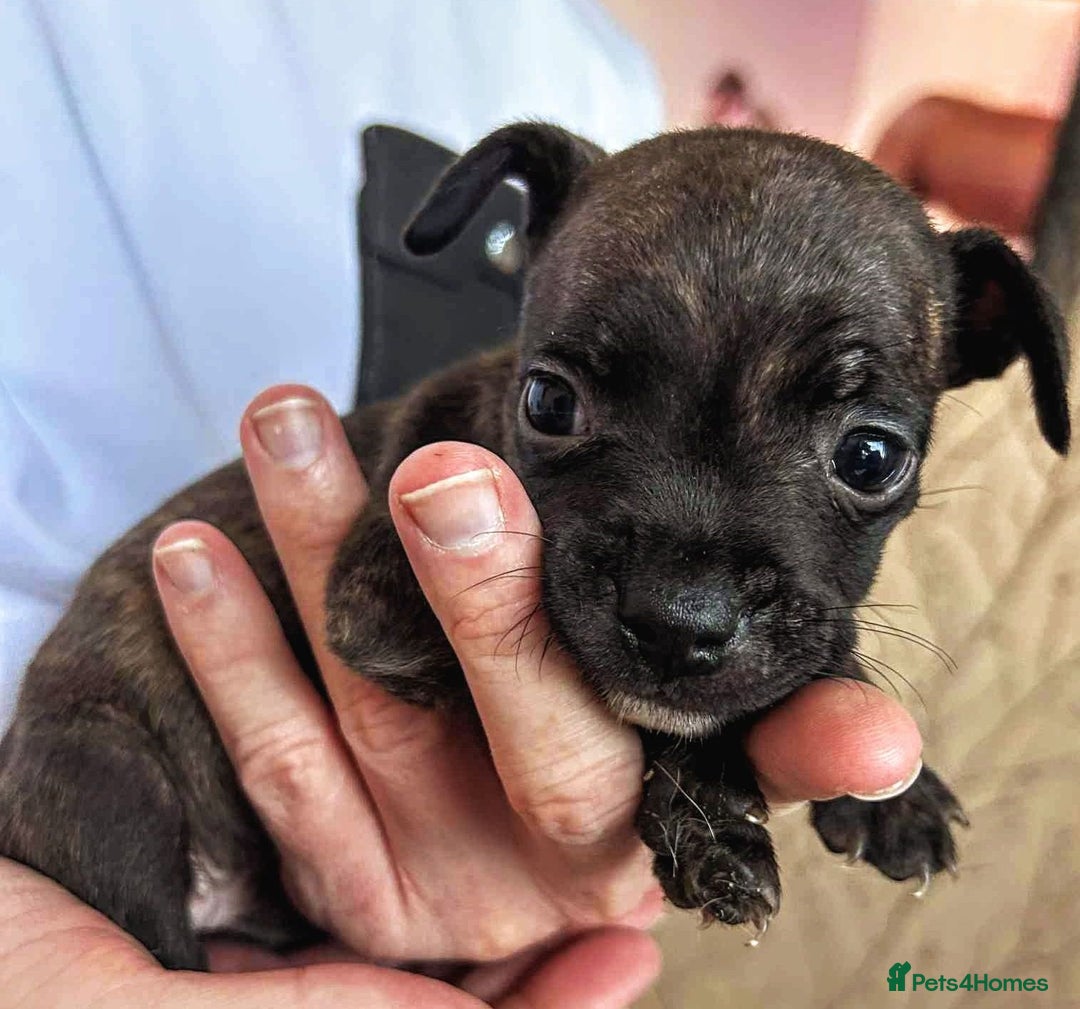 Mixed Breed dogs for sale: French Bulldog x Staffie Puppies - Rare colours - Image 2