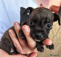 Mixed Breed dogs - Advert 6
