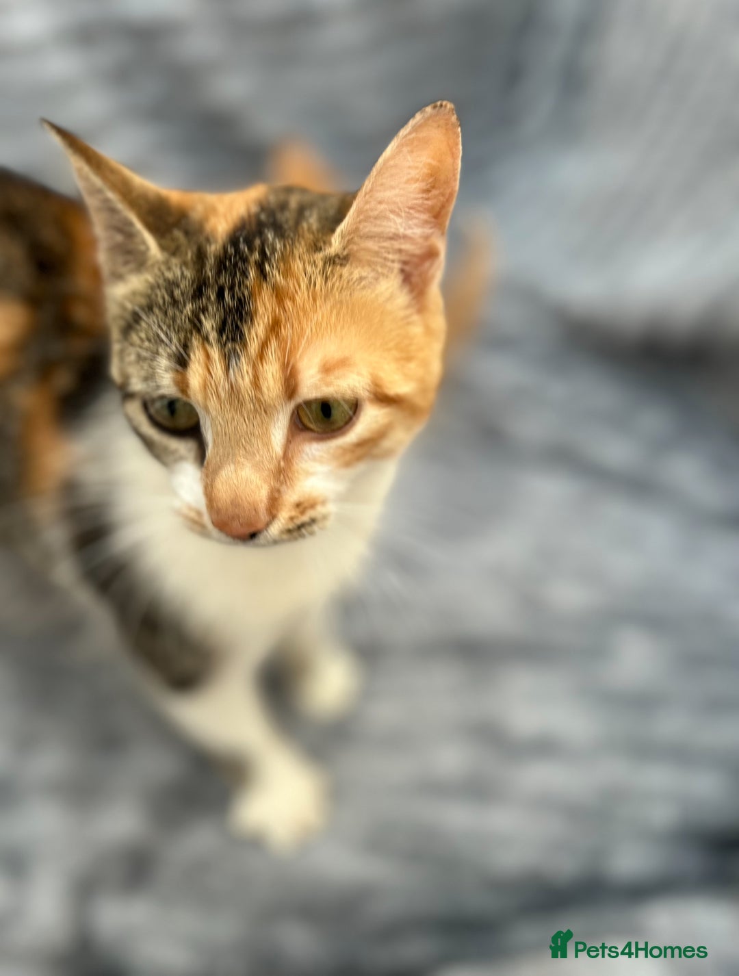 Mixed Breed cats for sale: Gorgeous little boy - Advert 2