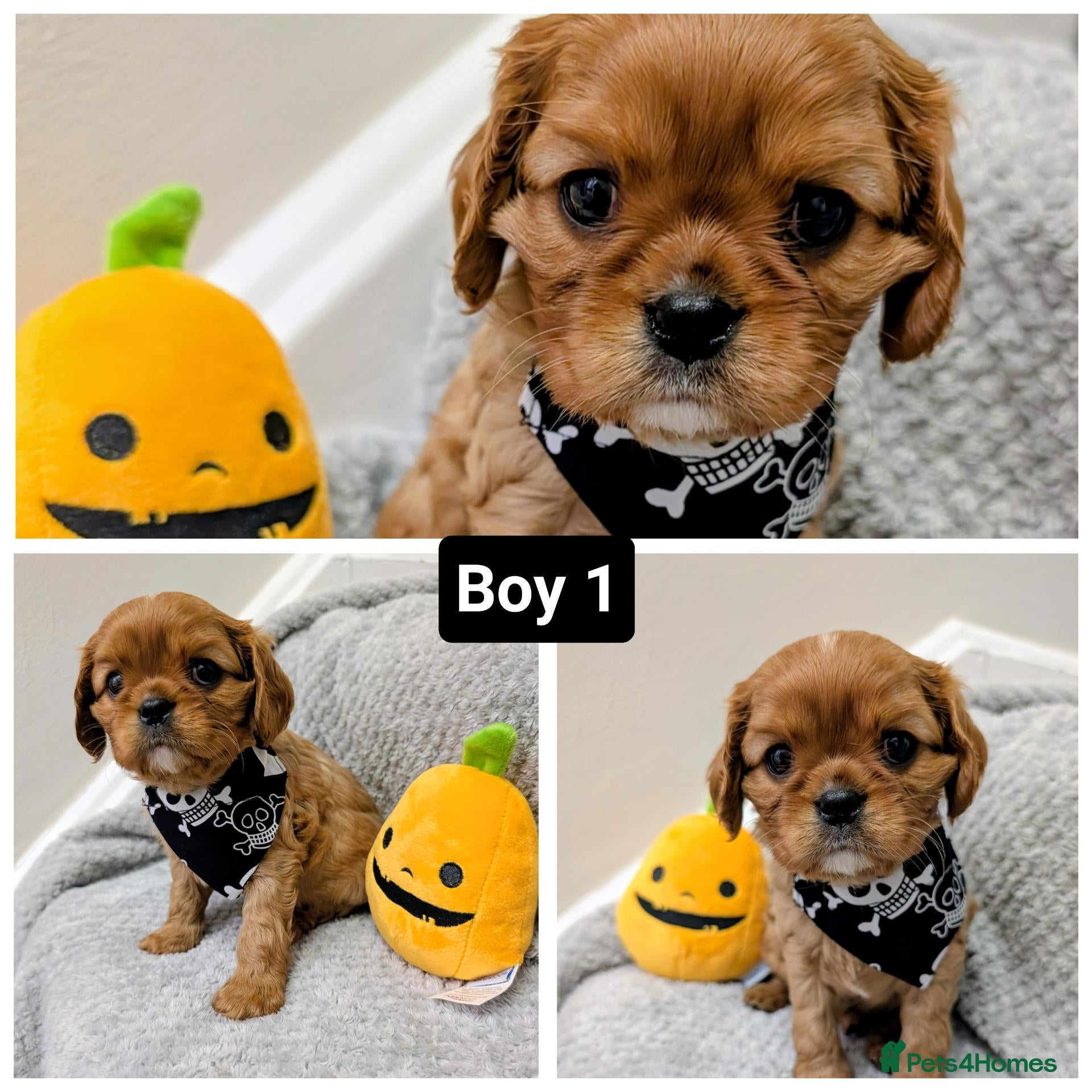 Cavalier King Charles Spaniel dogs 🌟 🐶 🐾 KC Health tested Cavalier Puppies🐾🐶🌟  - Advert 13