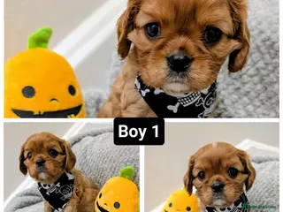 Cavalier King Charles Spaniel dogs 🌟 🐶 🐾 KC Health tested Cavalier Puppies🐾🐶🌟 - Advert 13