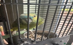 Parrots birds for sale: Amazon Green Parrot - Image 3
