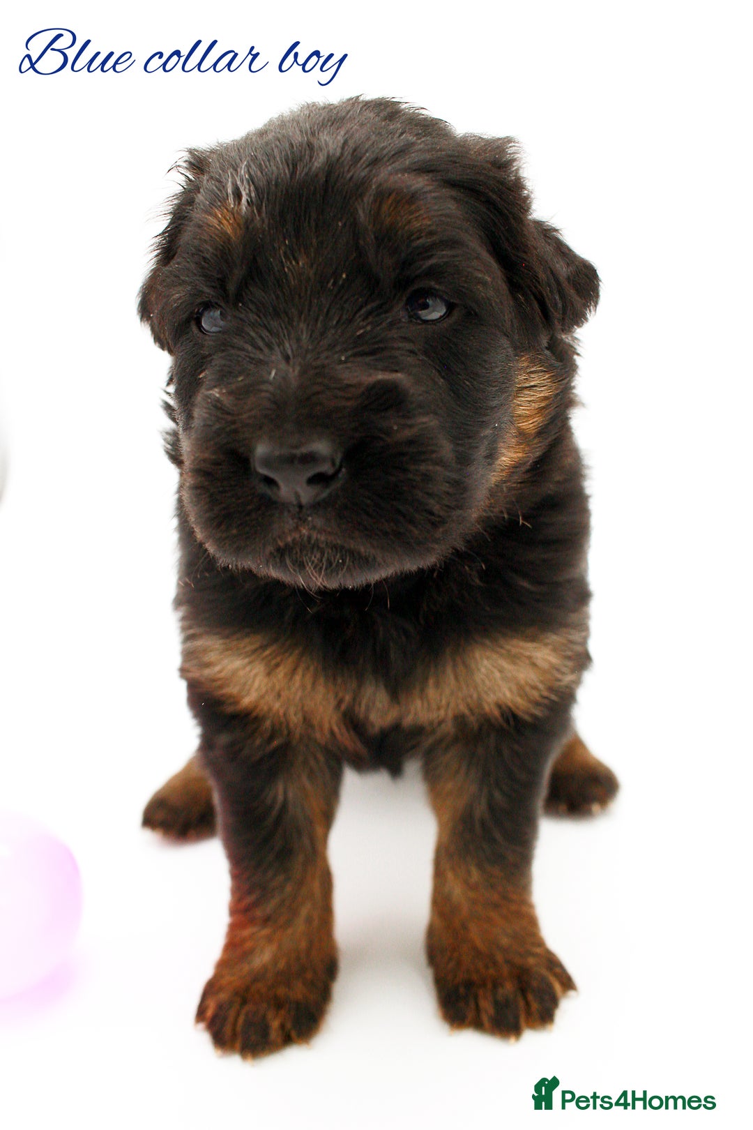 German Shepherd dogs for sale: KC GSD Puppies – Champion Bloodline Pairing - Image 3