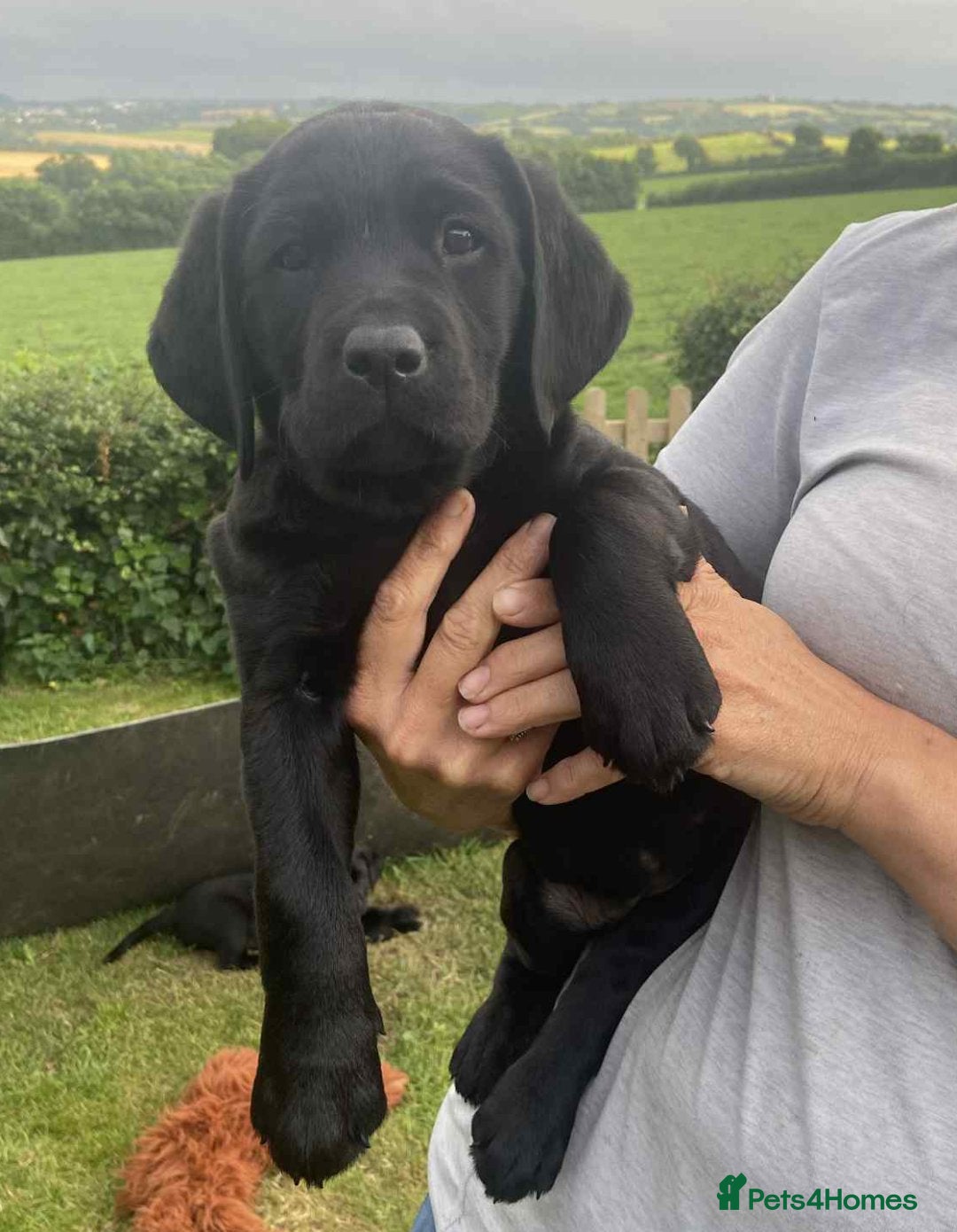 Labrador Retriever dogs for sale: Drakeshead Labrador Puppies in Wadebridge - Image 1