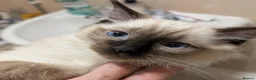 Ragdoll cats for sale: 🩵💖🩵READY FOR MY NEW HOME🥹🩵💖🩵  - Advert 8