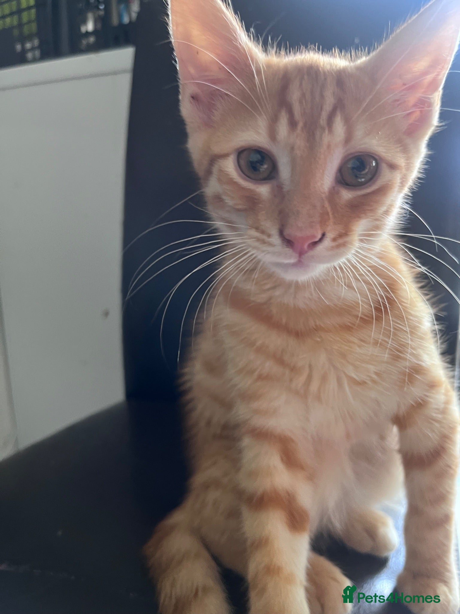 Mixed Breed cats 7 Stunning Mixed Breed Turkish Angora kittens - Advert 4