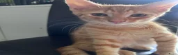 Mixed Breed cats for sale: 7 Stunning Mixed Breed Turkish Angora kittens - Advert 1