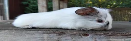 Guinea Pig rodents for sale: Spots Galore!!! Baby Chocolate Dalmation boys. - Advert 2