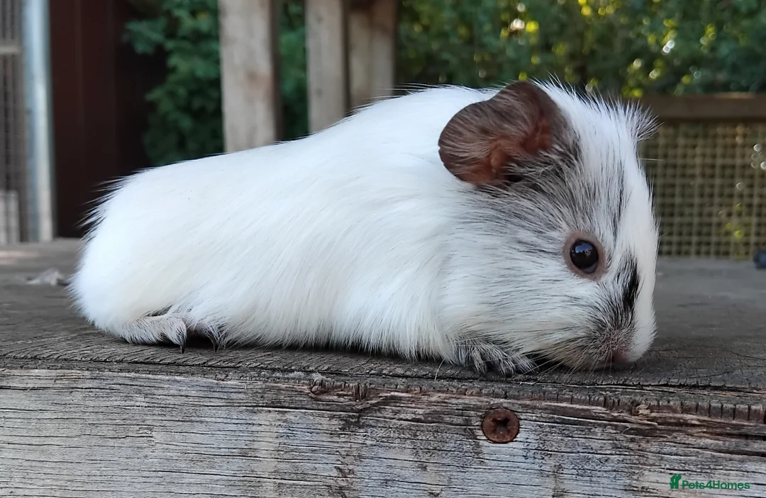 Guinea Pig rodents for sale: Spots Galore!!! Baby Chocolate Dalmation boys. - Advert 2