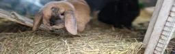 Dwarf Lop rabbits for sale: Adorable, Friendly. Laidback Dwarf Lop Boys 🐰🥰 - Advert 14