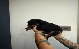 Rottweiler dogs for sale: 🐾 STUNNING ROTTWEILER PUPPIES FOR SALE! 🐾 - Image 7