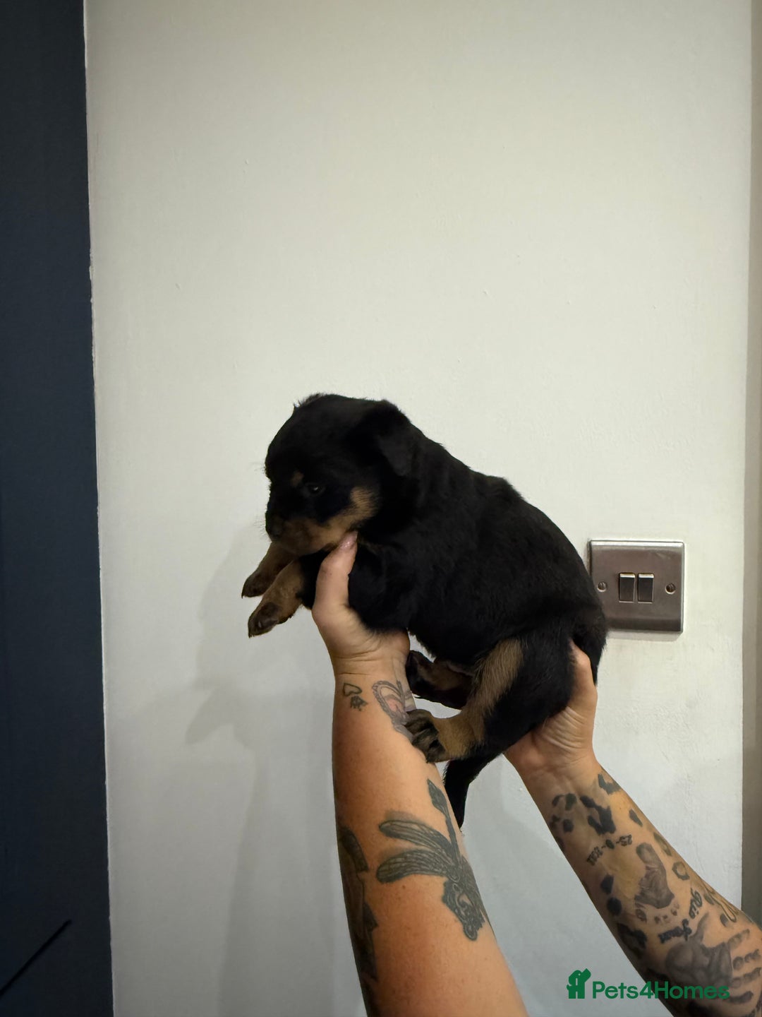Rottweiler dogs for sale: 🐾 STUNNING ROTTWEILER PUPPIES FOR SALE! 🐾 - Image 7