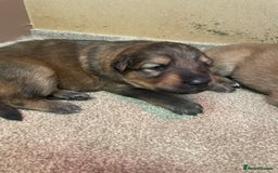 German Shepherd dogs for sale: German shepherd puppies for sale  - Image 4