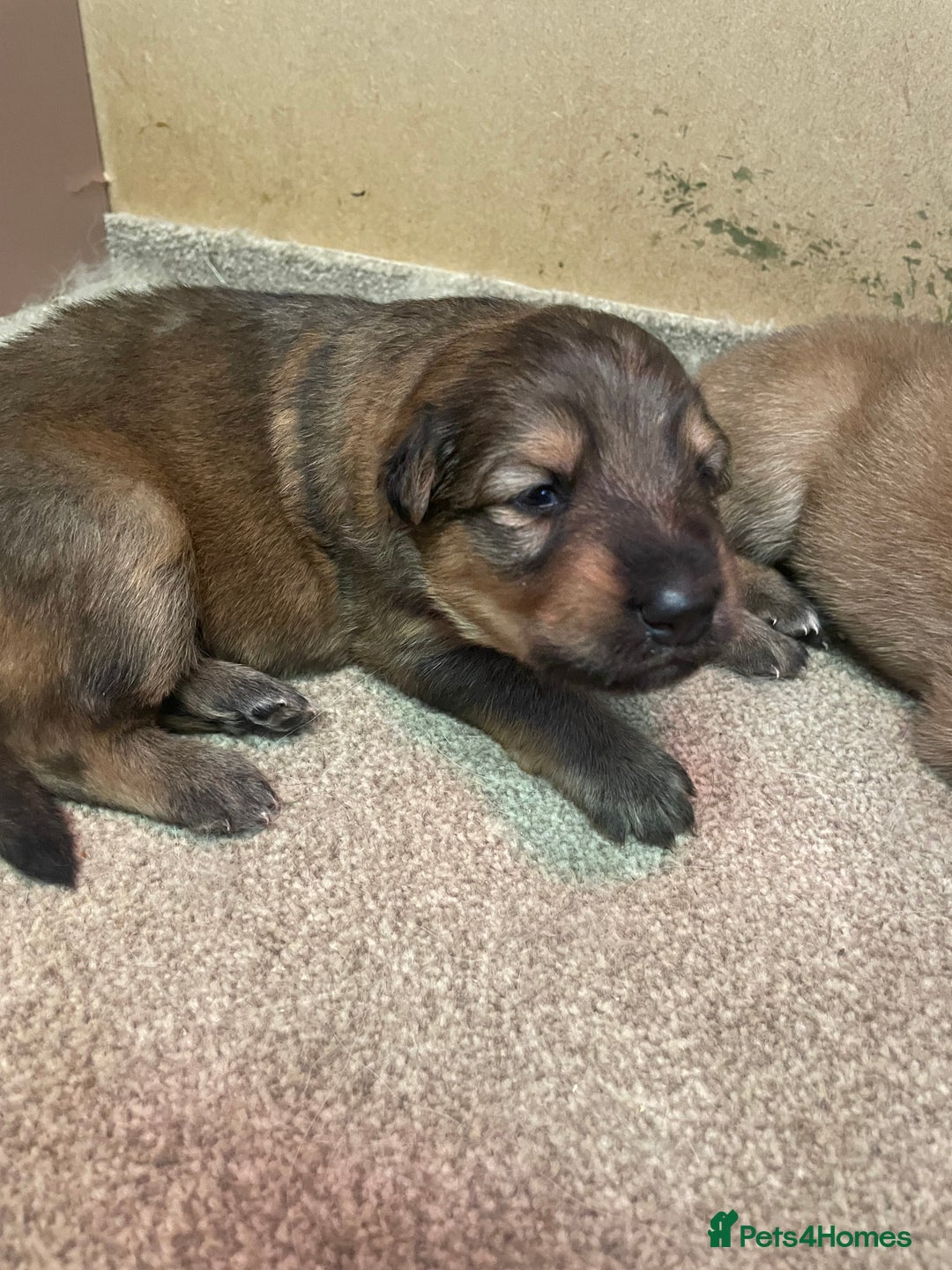 German Shepherd dogs for sale: German shepherd puppies for sale  - Image 4