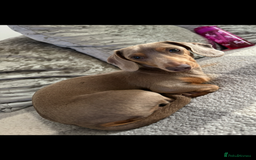 Miniature Dachshund dogs for sale: Miniature dachshunds - Image 10