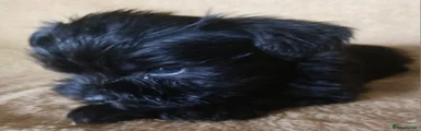 Miniature Schnauzer 3