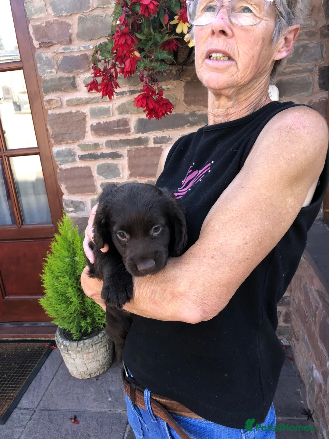 Cocker Spaniel dogs for sale: Working Cocker puppy - Advert 2