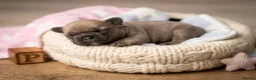 French Bulldog dogs for sale: French bulldog Puppies  - Advert 12