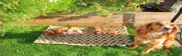 Cocker Spaniel dogs for sale: Beautiful Cocker spaniel puppies (working) - Advert 17