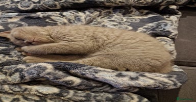 British Shorthair cats - Advert 14