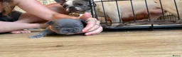 French Bulldog dogs for sale: open to offers for the right home for our babies - Advert 37