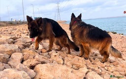 German Shepherd dogs for sale: 🐾❤️ Our German Shepherd Puppies for Sale 🐶✨ - Image 9