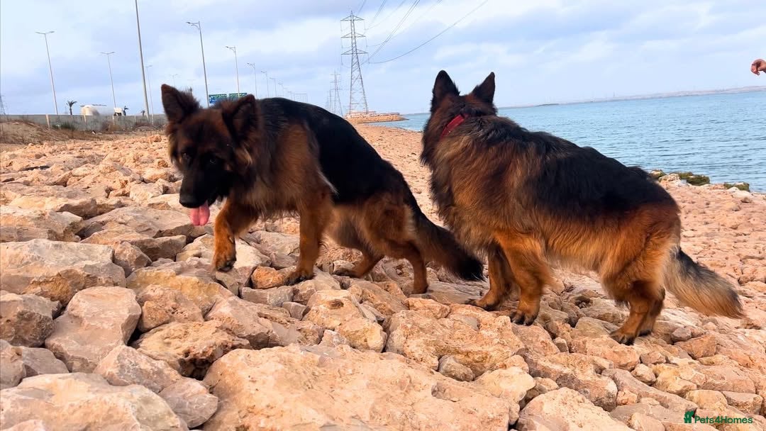 German Shepherd dogs for sale: 🐾❤️ Our German Shepherd Puppies for Sale 🐶✨ - Image 9