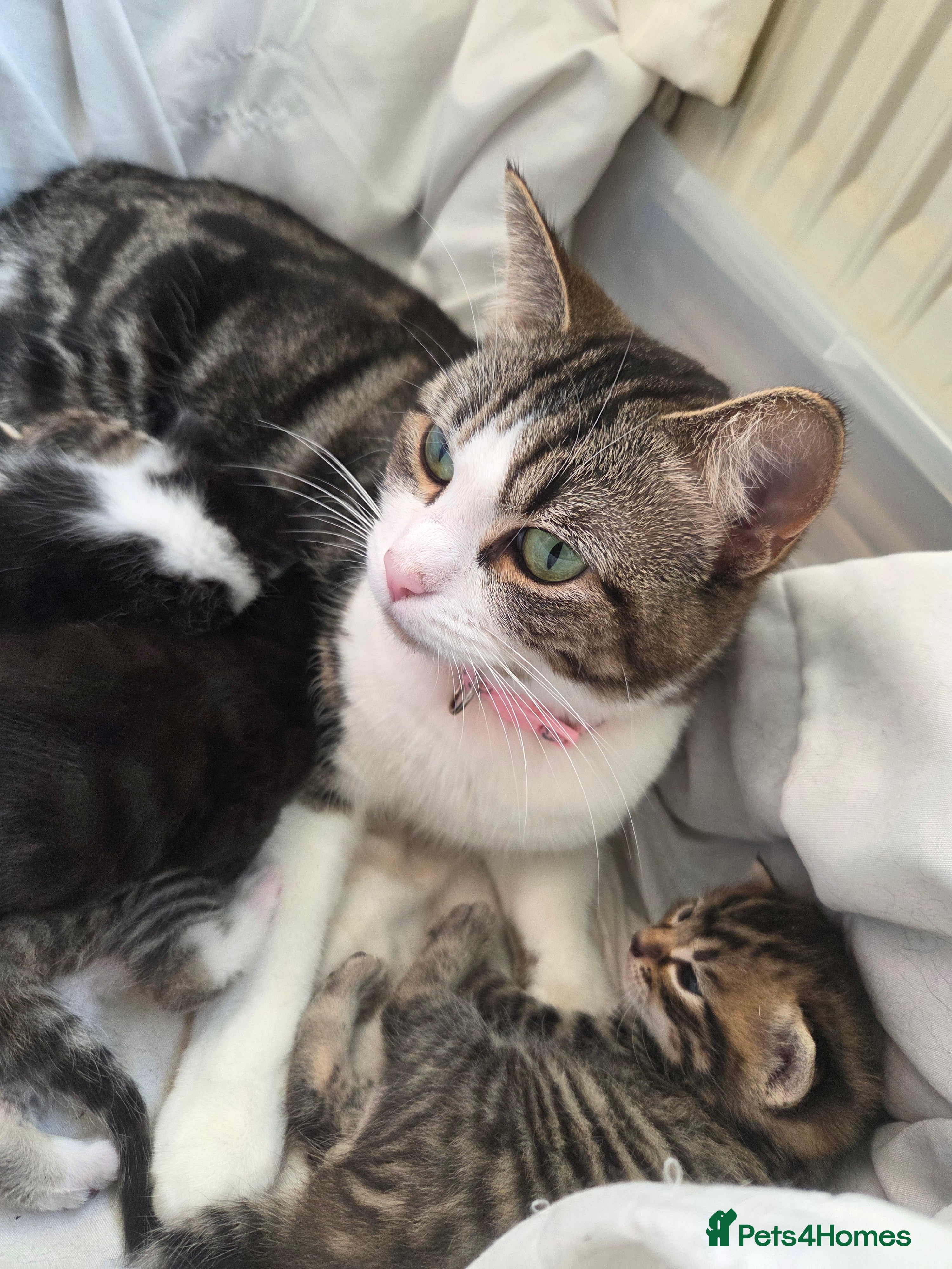 Mixed Breed cats Kittens - Advert 1