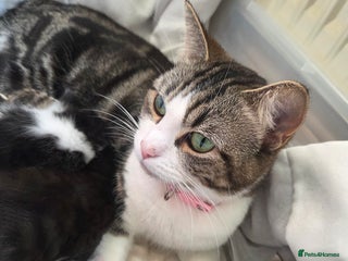 Mixed Breed cats Kittens - Advert 1