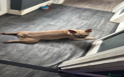 French Bulldog dogs for sale: Three beautiful French bulldogs  - Image 9