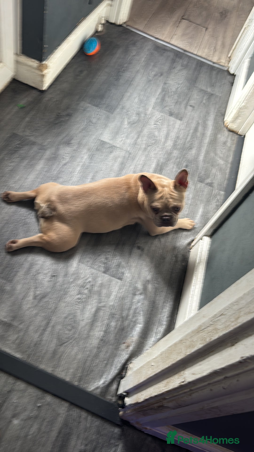 French Bulldog dogs for sale: Three beautiful French bulldogs  - Image 9