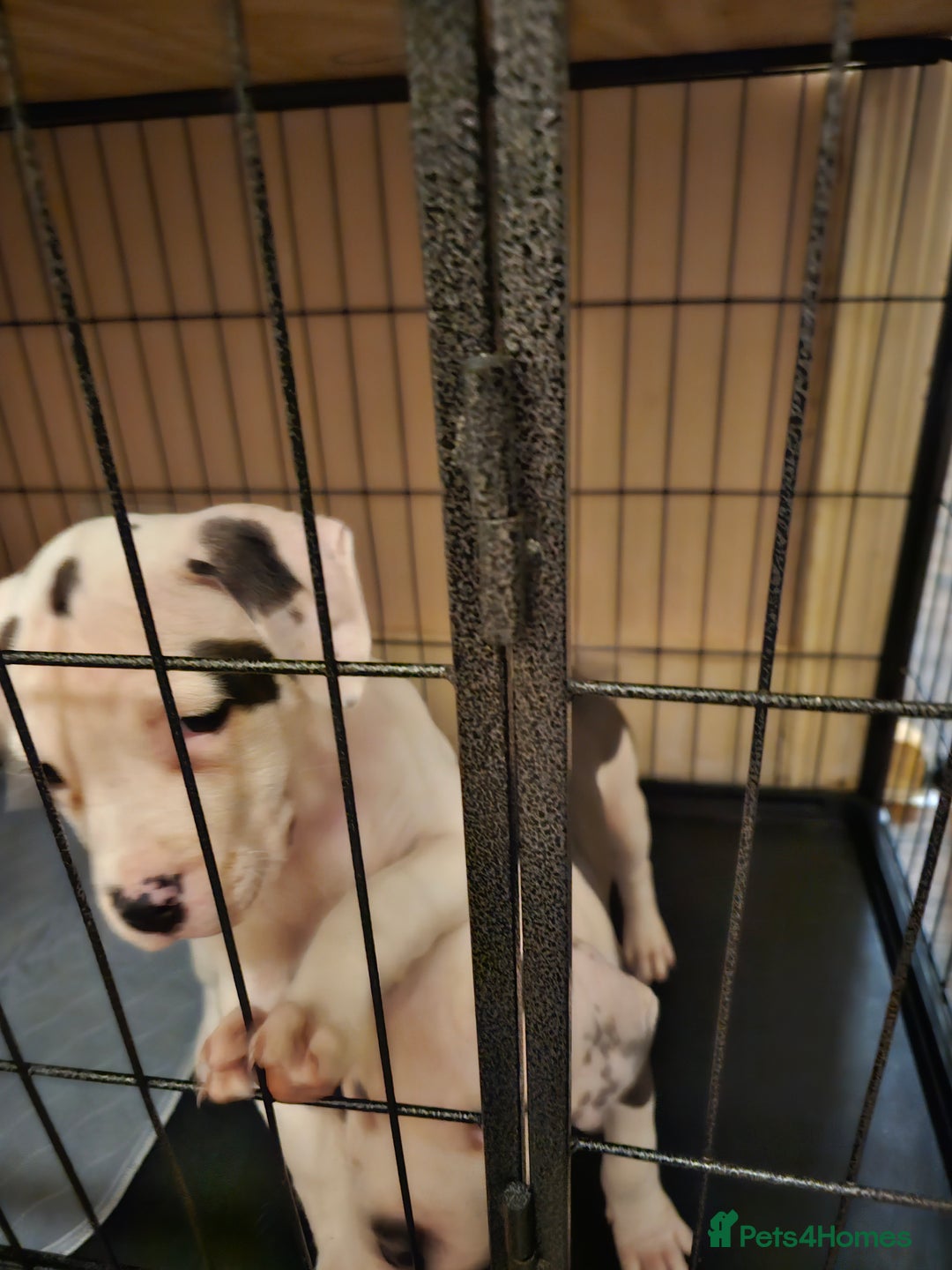 Mixed Breed dogs for sale: Staffordshire bull terrier cross puppies  - Advert 15