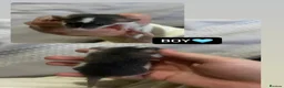 Rat rodents for sale: Baby Dumbo Rats  - Advert 6