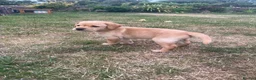 Labrador Retriever dogs for sale: Labrador puppy 🐶  - Advert 26