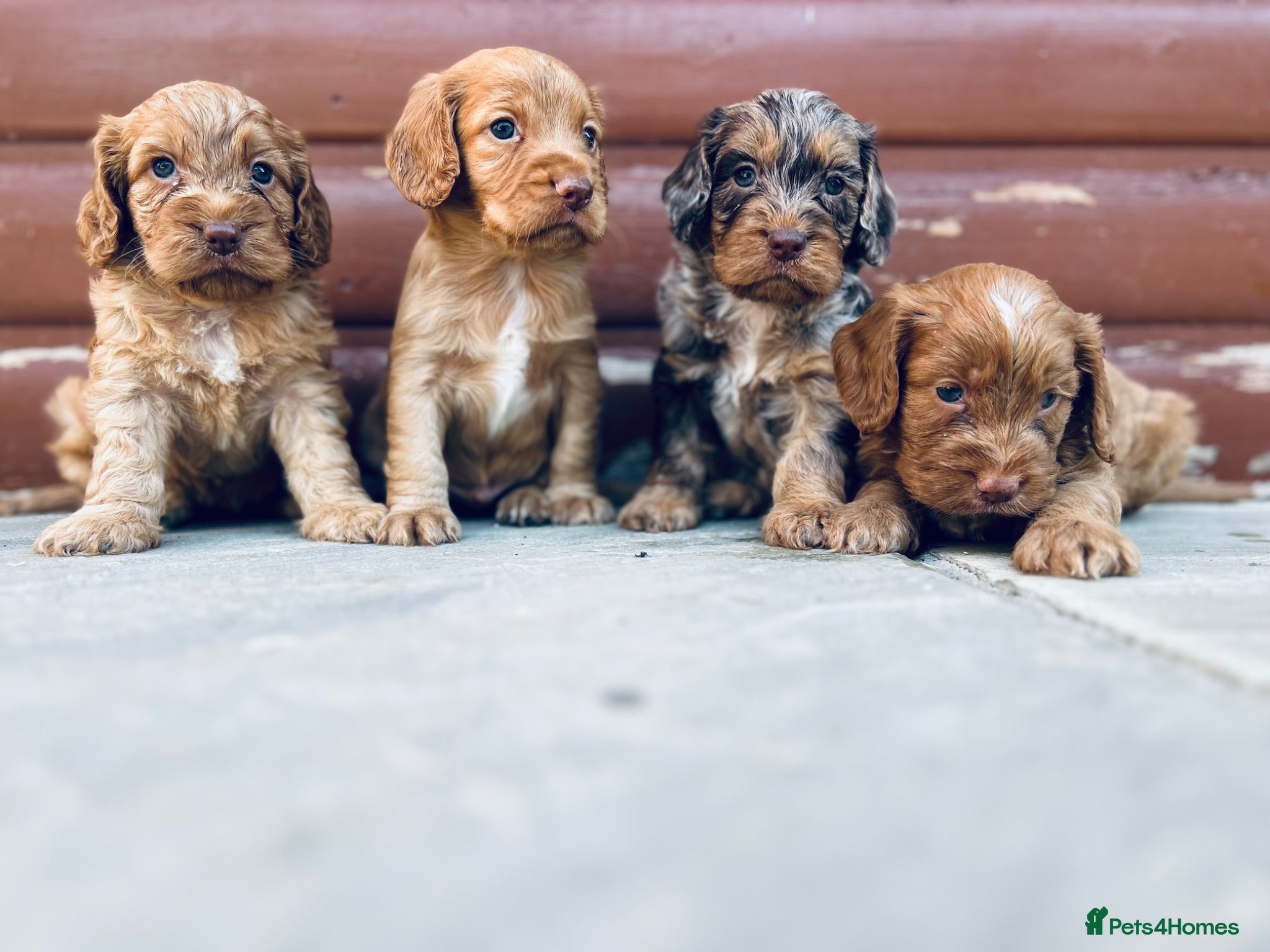 Cocker Spaniel dogs Stunning cocker spaniel puppies  - Advert 1