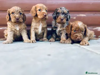Cocker Spaniel dogs Stunning cocker spaniel puppies - Advert 1