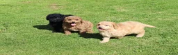 Cockapoo dogs for sale: Beautiful Cockapoo puppies for sale  in Llanelli - Advert 18
