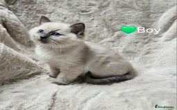 Ragdoll cats for sale: PURE RAGDOLL KITTENS 💜💙💚🤎 - Image 17