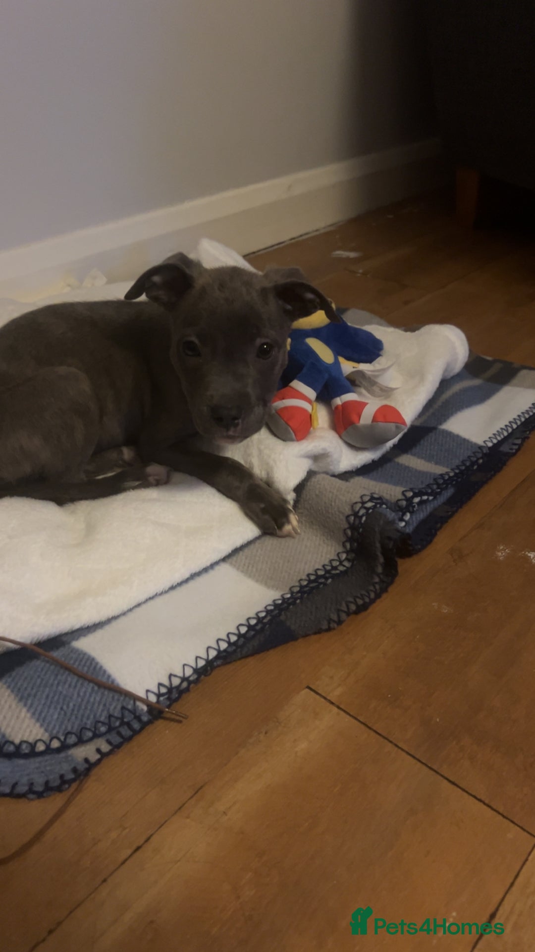 Mixed Breed dogs for sale: Staffordshire bull terrier  - Image 1