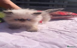 Persian cats for sale: Himalayan Persian kittens - Image 2