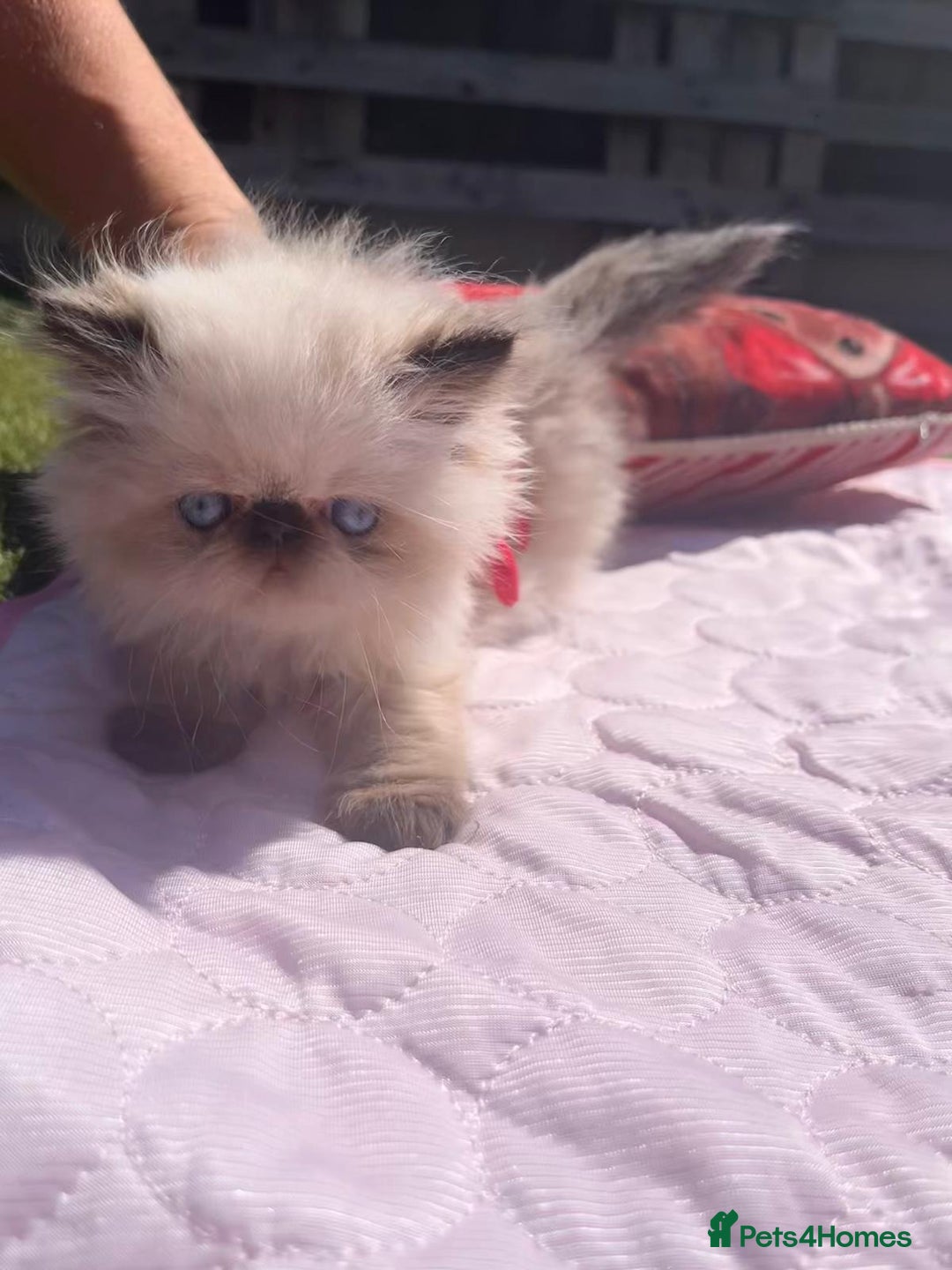 Persian cats for sale: Himalayan Persian kittens - Image 2