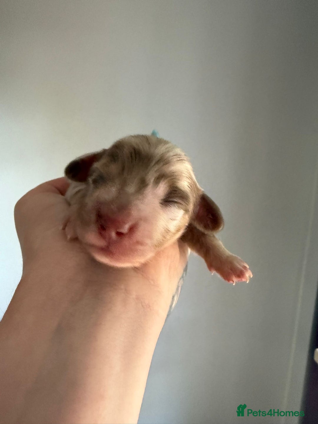 Miniature Dachshund dogs for sale: Fantastic long haired miniature dachshund - Image 12